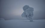 bevroren bomen, Lapland
